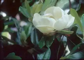 Photo of Magnolia x 'Freeman' (Magnolia x 'Freeman's)