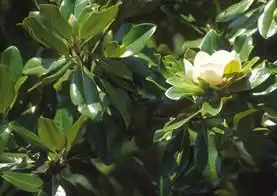 Photo of Magnolia x 'Freeman' (Magnolia x 'Freeman's)