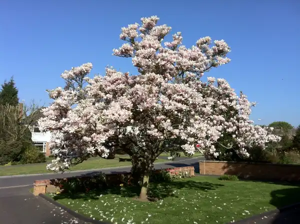 Foto de Magnolia x soulangeana (Magnolia x soulangeanas)