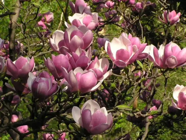 Foto de Magnolia x soulangeana (Magnolia x soulangeanas)