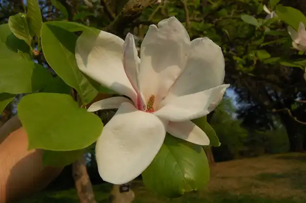 Foto de Magnolia x soulangeana - :Tim Waters