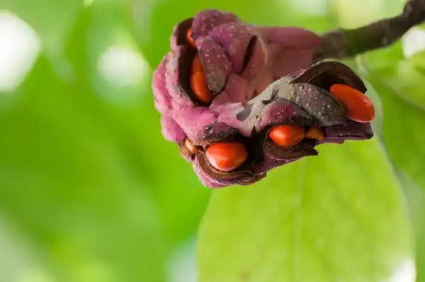 Foto de Magnolia x soulangeana - :Globetrotter-Rodrigo