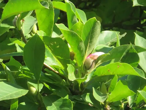 Foto de Magnolia x soulangeana - :Andreas Rockstein