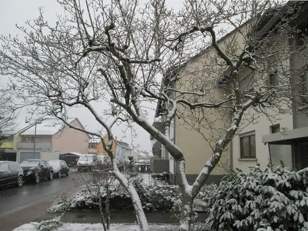 Foto de Magnolia x soulangeana - :Andreas Rockstein