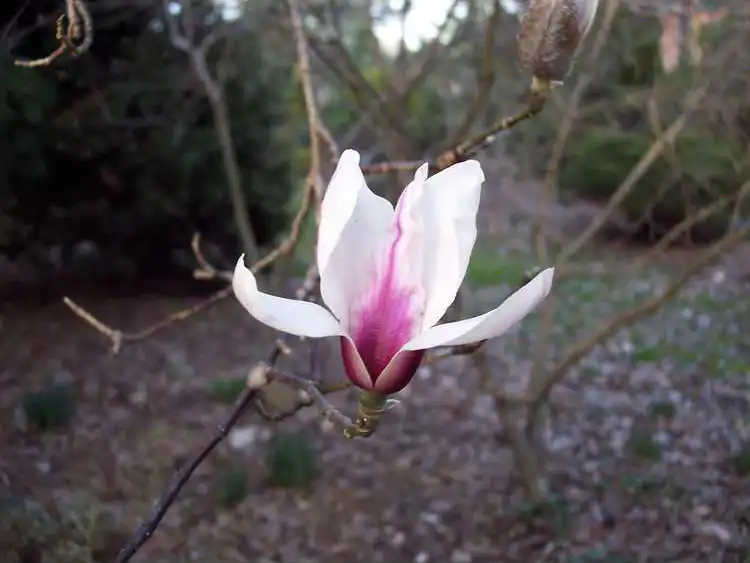 Foto de Magnolia zenii (Magnolia zeniis)