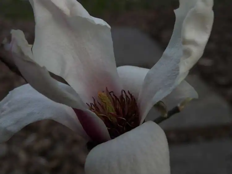 Foto de Magnolia zenii (Magnolia zeniis)