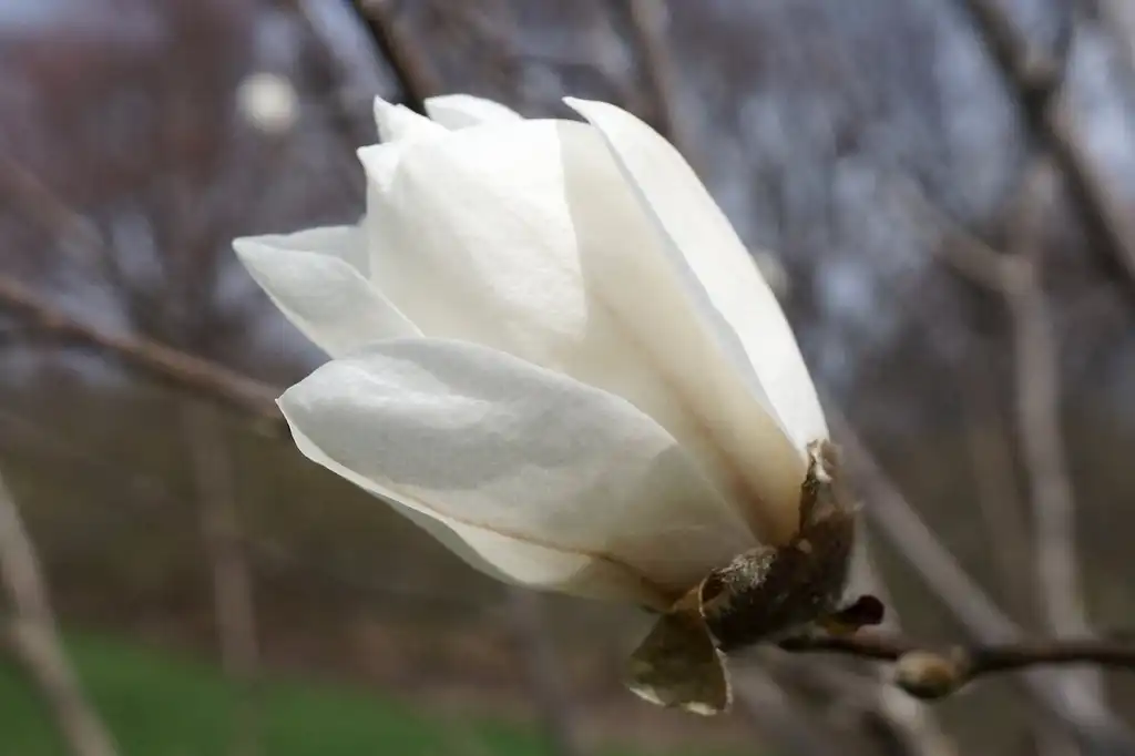 Foto de Magnolia zenii - Flower:Plant Image Library
