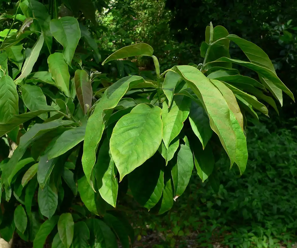 Foto de Magnolia zenii - Leaves:Stan Shebs