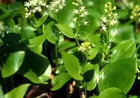 Фото Maianthemum canadense (Maianthemum canadenses)
