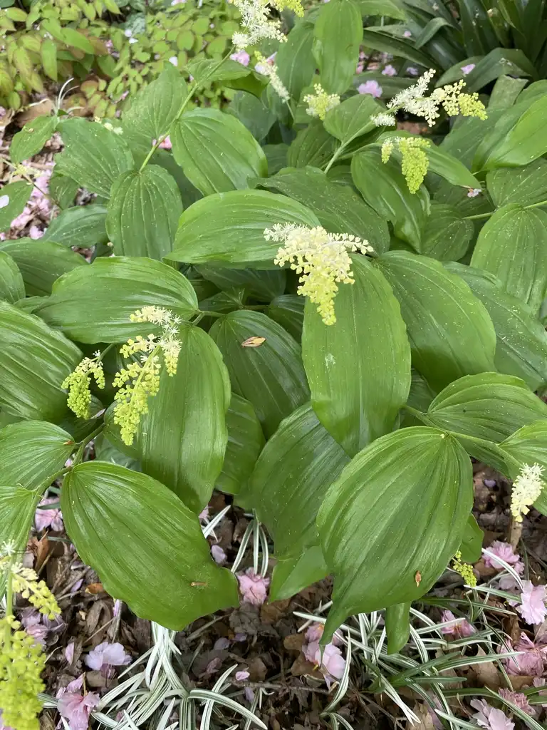 Foto de Maianthemum racemosum (Maianthemum racemosums)
