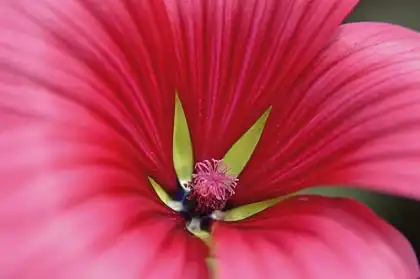 Foto de Malope trifida (Malope trifidas)