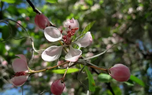 Photo of Malus angustifolia (Malus angustifolias)