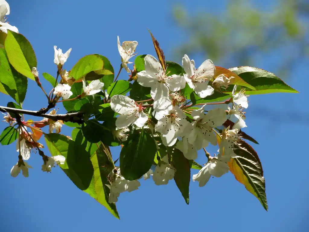 Photo of Malus angustifolia (Malus angustifolias)