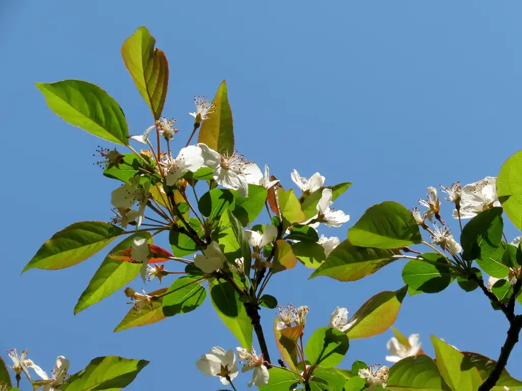 Photo of Malus angustifolia - Leaves and blossoms:Katja Schiltz