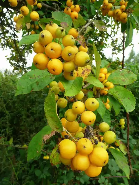 Photo of Malus angustifolia - Fruits:Jonathan Billinger