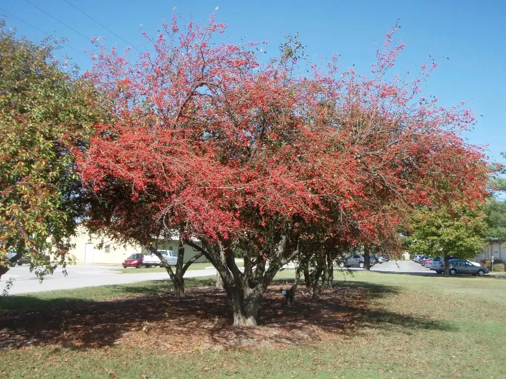 Photo of Malus 'Beverly' (Malus 'Beverly's)