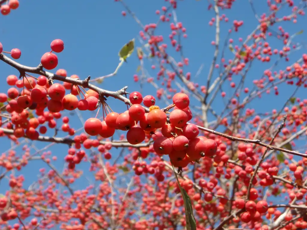 Photo of Malus 'Beverly' (Malus 'Beverly's)