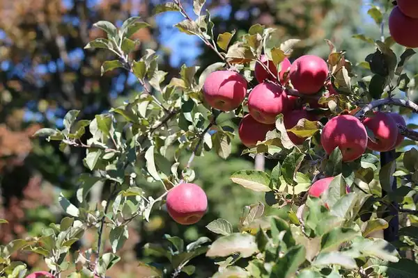 Фото Malus domestica 'Fuji' (Malus domestica 'Fuji's)