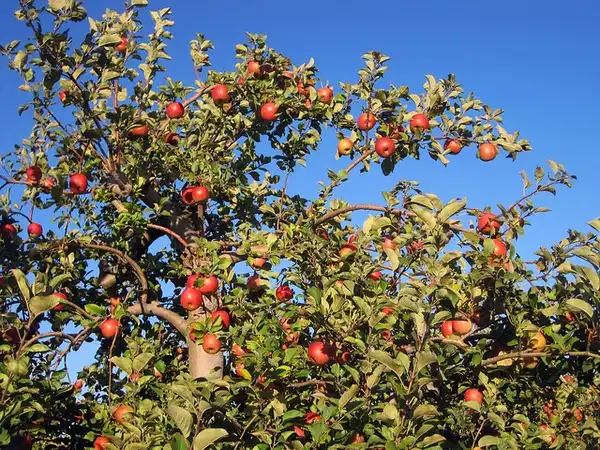 Фото Malus domestica 'Fuji' - Fuji fruit tree:Photo by Ang