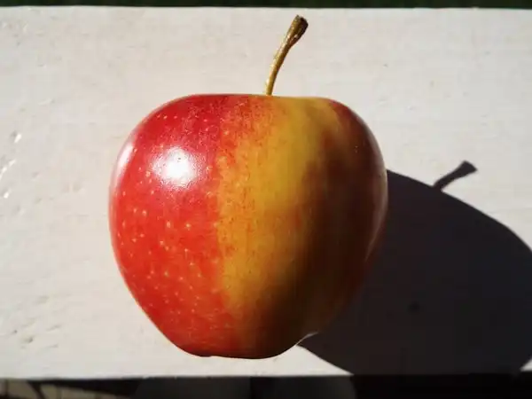 Photo of Malus domestica 'Gala' (Malus domestica 'Gala's)