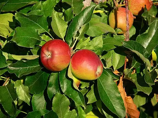 Photo of Malus domestica 'Gala' (Malus domestica 'Gala's)