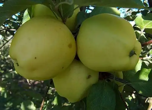 Фото Malus domestica 'Ginger Gold' (Malus domestica 'Ginger Gold's)