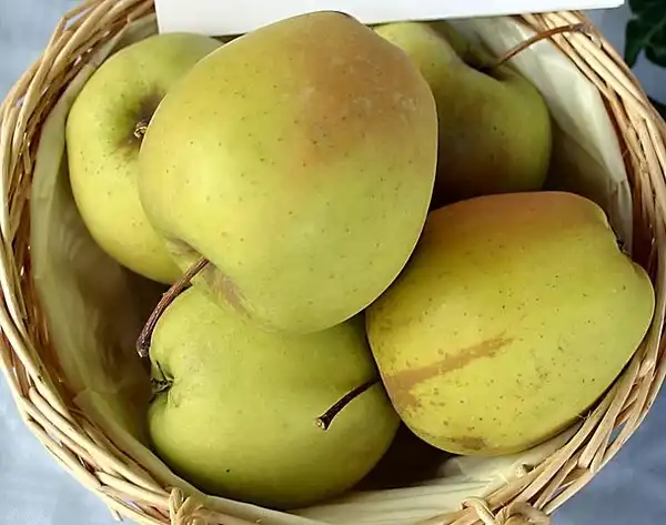 Foto de Malus domestica 'Golden Delicious' (Malus domestica 'Golden Delicious's)
