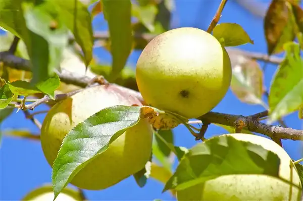 Foto de Malus domestica 'Golden Delicious' (Malus domestica 'Golden Delicious's)