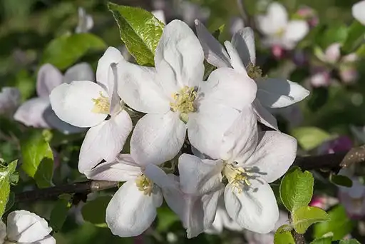 Foto de Malus domestica 'Jonagold' (Malus domestica 'Jonagold's)