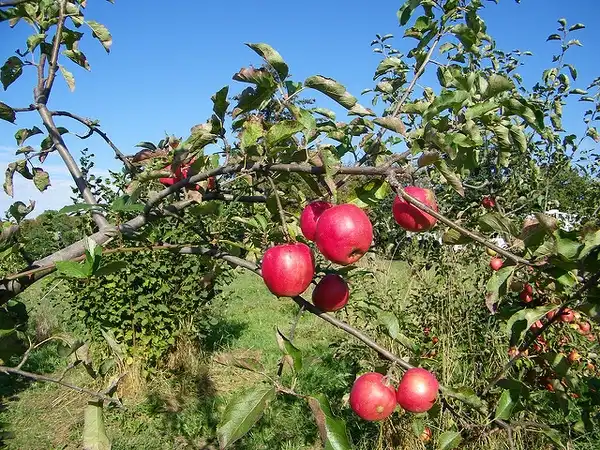 Foto de Malus domestica 'Jonagold' - Fruit and Leaves:Photo by Josh Wedin