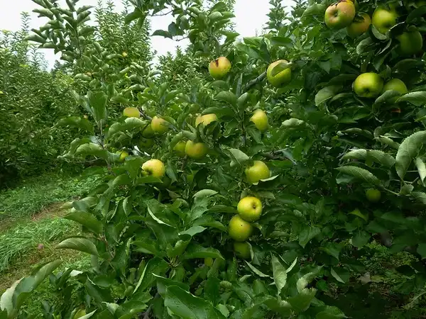 Фото Malus domestica 'Mutsu' - Apple tree:Photo by H Flannery