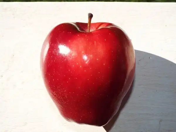 Фото Malus domestica 'Red Delicious' (Malus domestica 'Red Delicious's)