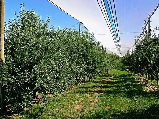 Фото Malus domestica 'Red Delicious' (Malus domestica 'Red Delicious's)