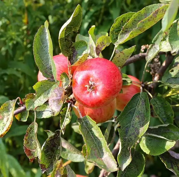 Фото Malus domestica 'Rome' - Fruit and leaves:Photo by a-mblomma