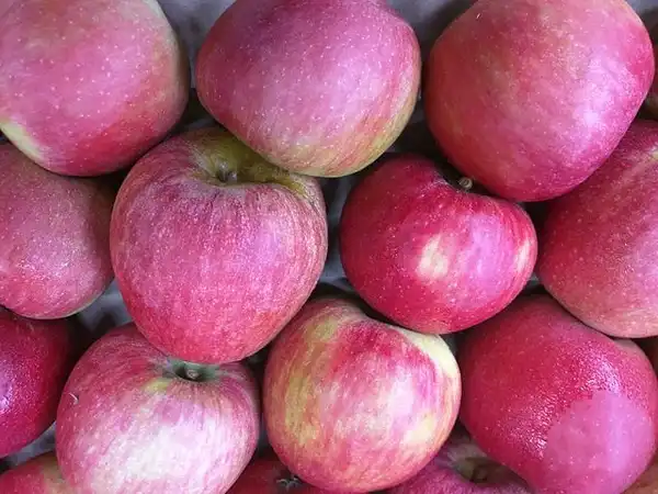 Фото Malus domestica 'Stayman' (Malus domestica 'Stayman's)