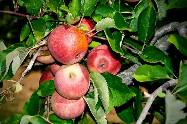 Фото Malus domestica 'Stayman' - Fruit and leaves:Photo by Chris Martino