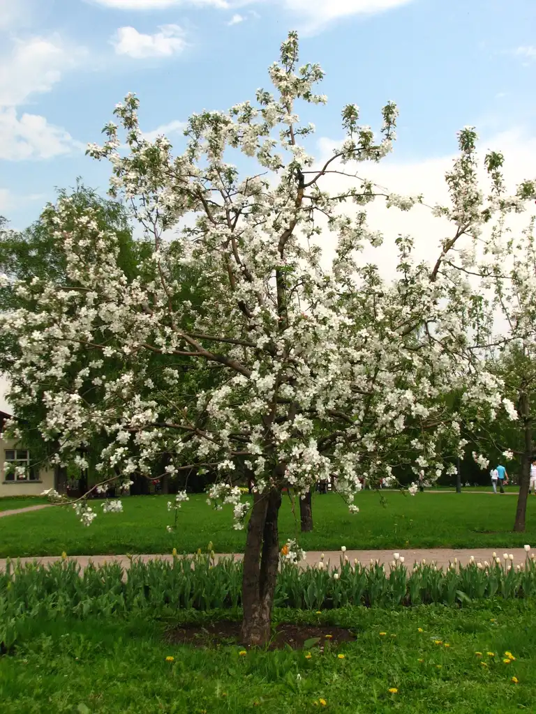 Malus domestica(Apple, Խնձորներ) Form in bloom