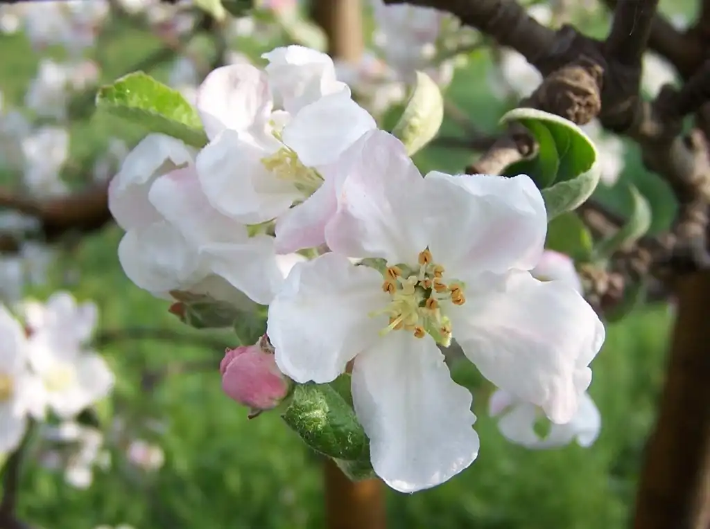 Photo of Malus domestica (Malus domesticas)