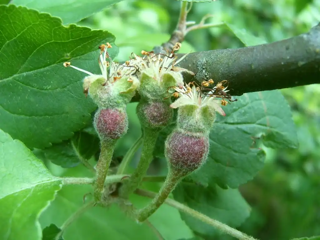 Photo of Malus domestica - Immature fruit:Serge M. Appolonov