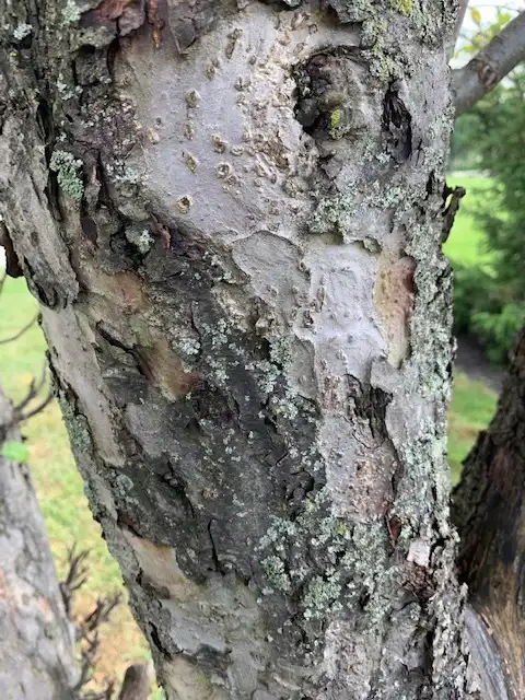 Photo of Malus domestica - Bark:lferguson