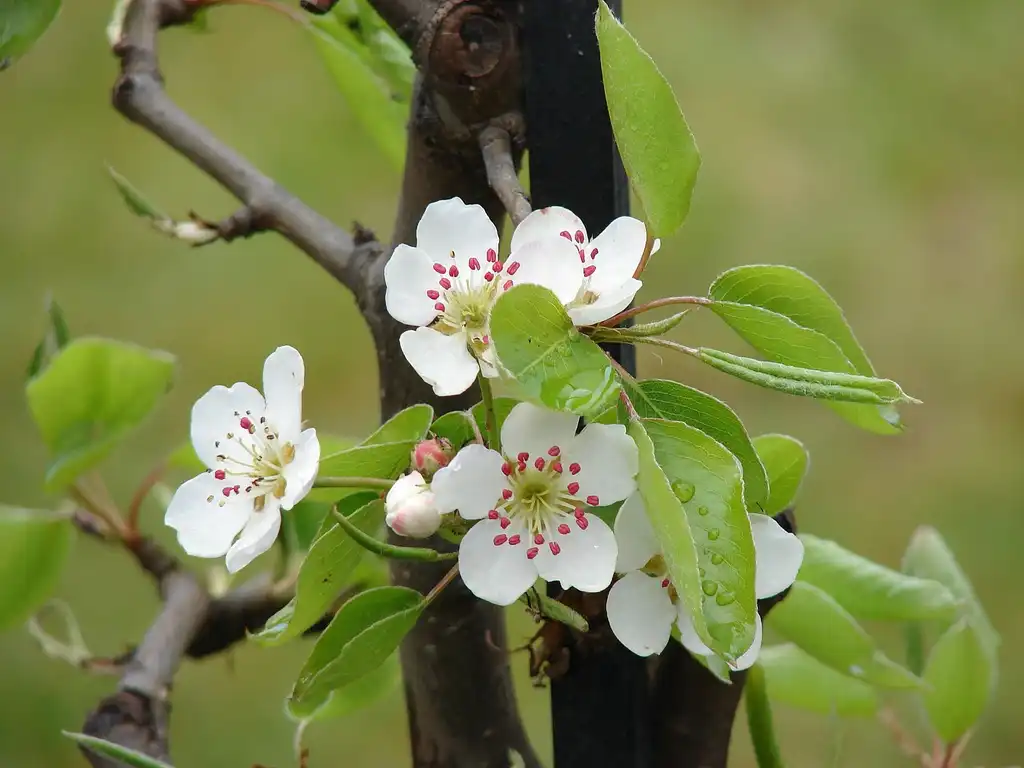 Photo of Malus domestica - Flower and Leaves:Rafael Jiménez