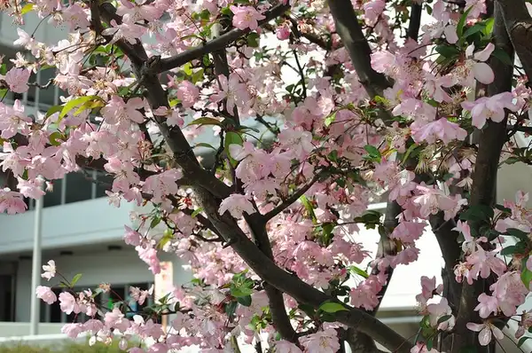 Photo of Malus halliana (Malus hallianas)