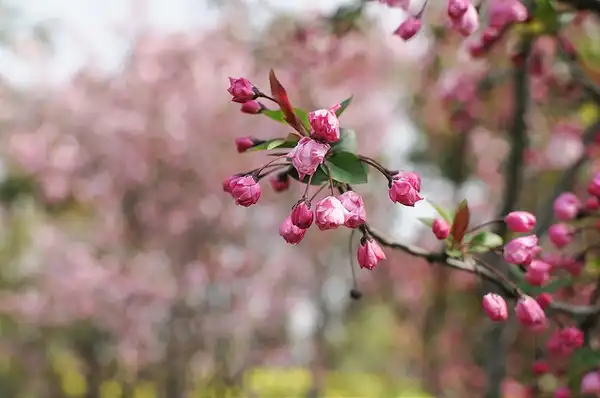 Photo of Malus halliana (Malus hallianas)
