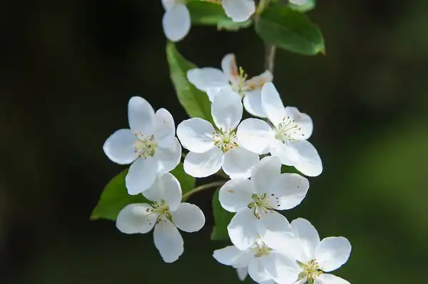 Photo of Malus hupehensis (Malus hupehensiss)