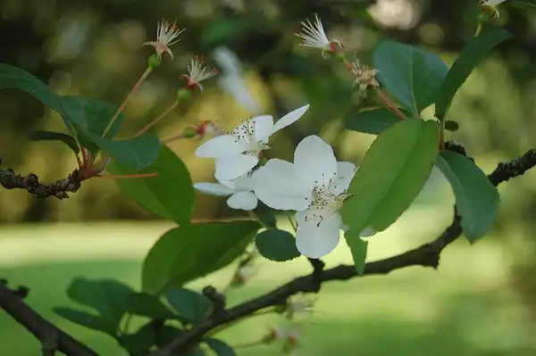 Photo of Malus hupehensis (Malus hupehensiss)