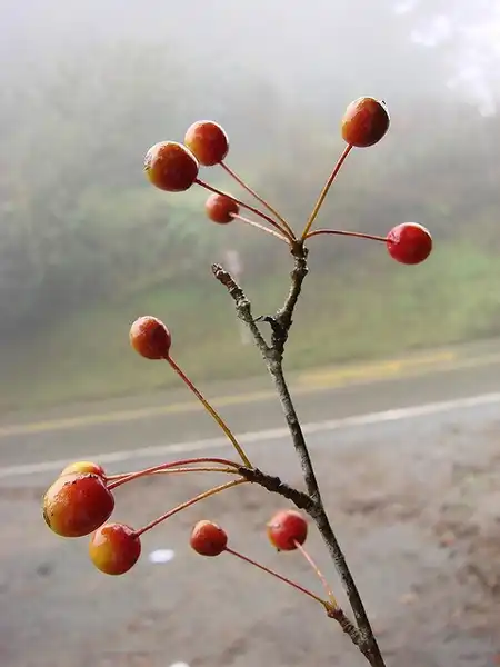 Photo of Malus hupehensis - Malus hupehensis:Bahamut Chao