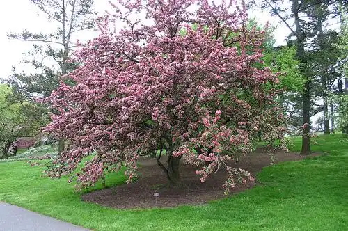 Foto de Malus hybrids (Malus hybridss)