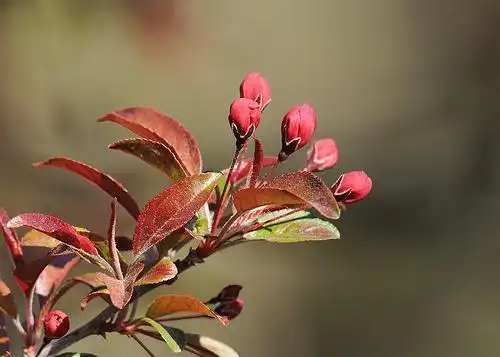 Foto de Malus hybrids (Malus hybridss)