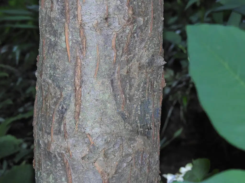 Foto de Malus hybrids - Malus 'royal raindrops' crabapple bark:Kathleen Moore