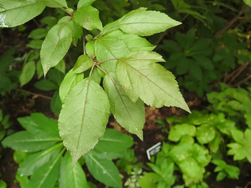 Foto de Malus hybrids - Malus 'royal raindrops' crabapple leaves:Kathleen Moore